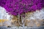 Picture of EUROPE-PORTUGAL-OBIDOS-BOUGAINVILLEA PLANT ON HOUSE WALL