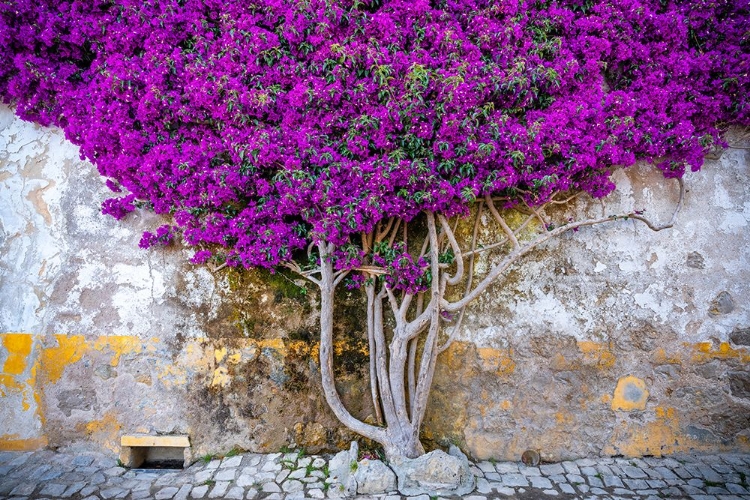 Picture of EUROPE-PORTUGAL-OBIDOS-BOUGAINVILLEA PLANT ON HOUSE WALL