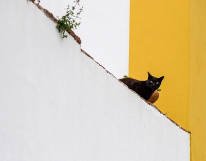 Picture of PORTUGAL-OBIDOS-BLACK CAT SITTING ON STAIRS