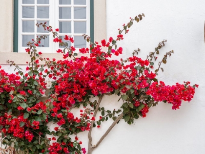 Picture of PORTUGAL-OBIDOS-BEAUTIFUL RED BOUGAINVILLEA BLOOMING AGAINST A WHITE STONE WALL