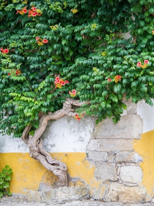 Picture of PORTUGAL-OBIDOS-LARGE TRUMPET VINE GROWING AGAINST A WALL IN THE STREETS OF OBIDOS