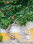 Picture of PORTUGAL-OBIDOS-LARGE TRUMPET VINE GROWING AGAINST A WALL IN THE STREETS OF OBIDOS