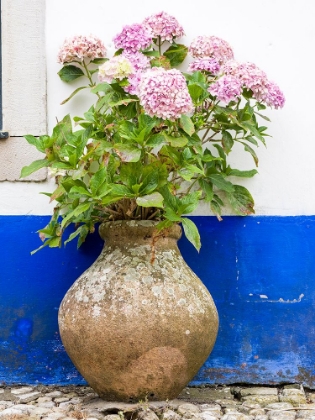 Picture of PORTUGAL-OBIDOS-PINK HYDRANGEA IN AN OLD POTTERY AGAINST A WHITE AND BLUE WALL ON THE STREETS OF OB