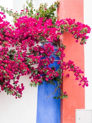 Picture of PORTUGAL-OBIDOS-DARK PINK BOUGAINVILLEA VINE AGAINST A BLUE-ORANGE AND WHITE STRIPED WALL