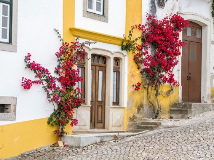 Picture of PORTUGAL-OBIDOS-DARK PINK BOUGAINVILLEA VINE GROWING ALONG SIDE THE ENTRANCE OF A HOME IN THE WALLE