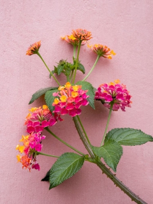 Picture of PORTUGAL-OBIDOS-COLORFUL LANTANA VINE GROWING AGAINST A PINK WALL