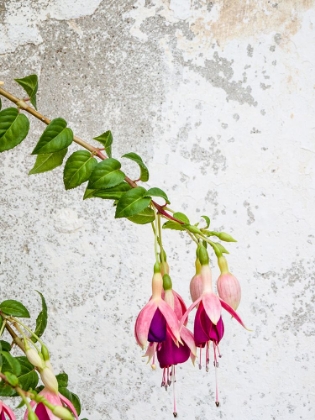 Picture of PORTUGAL-OBIDOS-COLORFUL FUCHSIA HANGING AGAINST AN OLD WHITE WALL