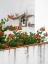 Picture of PORTUGAL-OBIDOS-ORANGE TRUMPET VINE GROWING BELOW A CHURCH BELL IN THE MEDIEVAL VILLAGE OF OBIDOS