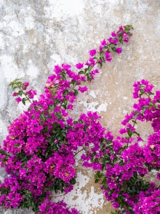 Picture of PORTUGAL-OBIDOS-HOT PINK OR MAGENTA BOUGAINVILLEA AGAINST AN OLD WALL