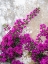 Picture of PORTUGAL-OBIDOS-HOT PINK OR MAGENTA BOUGAINVILLEA AGAINST AN OLD WALL
