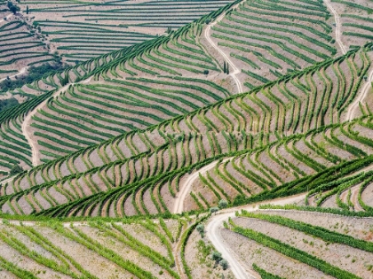 Picture of PORTUGAL-DOURO VALLEY-TERRACED VINEYARDS LINING THE HILLS