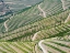 Picture of PORTUGAL-DOURO VALLEY-TERRACED VINEYARDS LINING THE HILLS