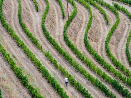 Picture of PORTUGAL-DOURO VALLEY-TERRACED VINEYARDS LINING THE HILLS