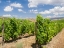 Picture of PORTUGAL-DOURO VALLEY-VINEYARDS LINING THE HILLS