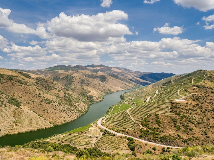 Picture of PORTUGAL-DOURO VALLEY-DOURO RIVER IN THE PORTUGAL WINE REGION AND VINEYARDS ON HILLS ALONG DOURO RI