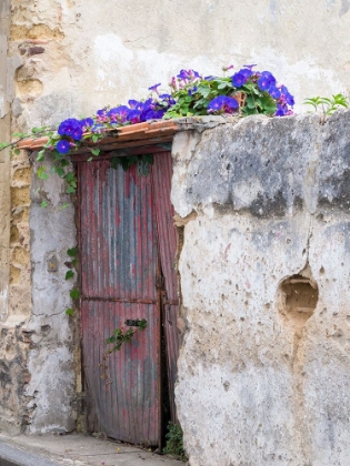 Picture of PORTUGAL-AVEIRO-OLD RED METAL DOOR WITH BRIGHT BLUE AND PINK MORNING GLORY FLOWER VINE COVERING ABO