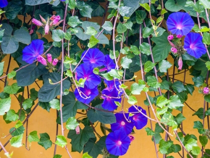Picture of PORTUGAL-AVEIRO-BLUE MORNING GLORY-IPOMOEA INDICA-GROWING WILD IN THE HISTORIC DISTRICT OF AVEIRO