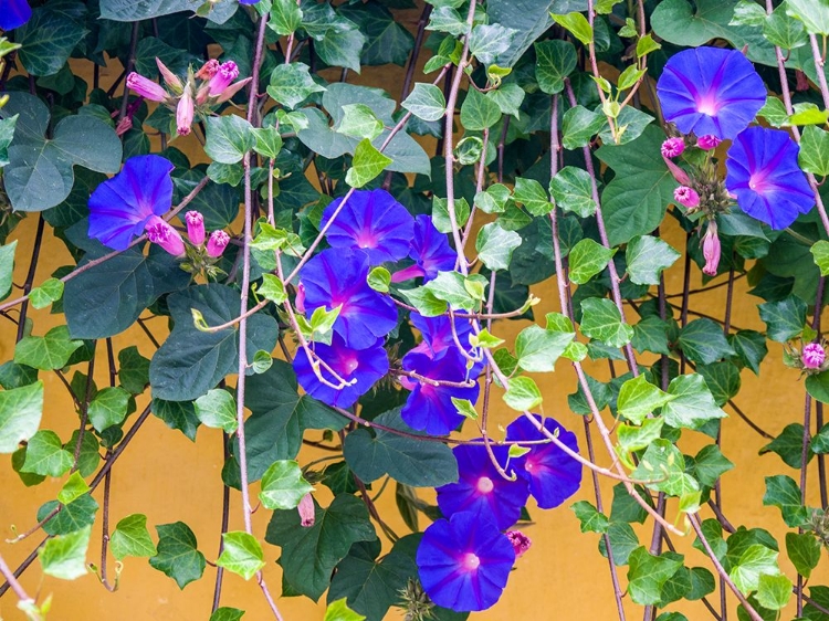 Picture of PORTUGAL-AVEIRO-BLUE MORNING GLORY-IPOMOEA INDICA-GROWING WILD IN THE HISTORIC DISTRICT OF AVEIRO