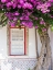 Picture of PORTUGAL-LISBON-PINK FLOWERS OF BOUGAINVILLEA PLANT AND HISTORICAL BUILDING NEXT TO MIRADOURO DE SA