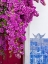Picture of PORTUGAL-LISBON-PINK FLOWERS OF BOUGAINVILLEA PLANT AND HISTORICAL BUILDING NEXT TO MIRADOURO DE SA