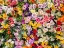 Picture of PORTUGAL-LISBON-THE SAN ANTONIO WALL FLOWERS NEAR THE ENTRANCE OF THE MUSEU DE LISBOA