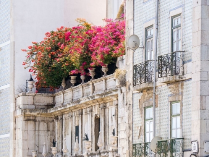 Picture of PORTUGAL-LISBON-COLORFUL BOUGAINVILLEA TRAILING OVER BALCONY OF WHITE BUILDING