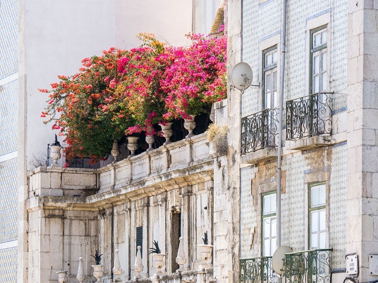 Picture of PORTUGAL-LISBON-COLORFUL BOUGAINVILLEA TRAILING OVER BALCONY OF WHITE BUILDING