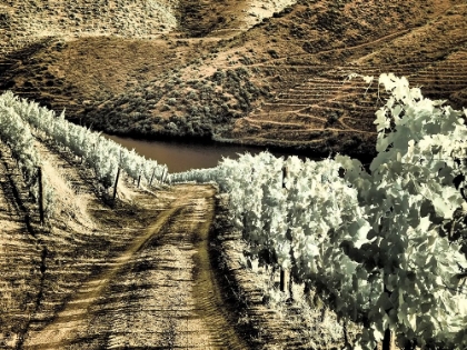 Picture of PORTUGAL-DOURO VALLEY-BACKCOUNTRY ROAD THROUGH THE VINEYARDS