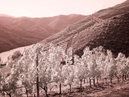Picture of PORTUGAL-DOURO VALLEY-VINEYARDS DRAPING THE HILLS