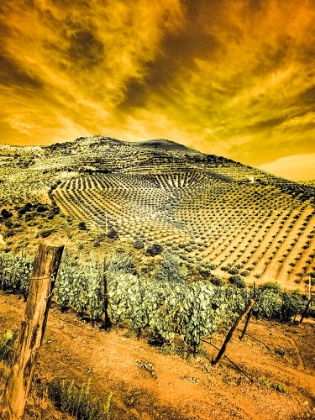 Picture of PORTUGAL-DOURO VALLEY-VINEYARDS AND OLIVE GROVES