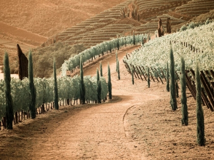 Picture of PORTUGAL-DOURO VALLEY-BACKCOUNTRY ROAD THROUGH THE VINEYARDS