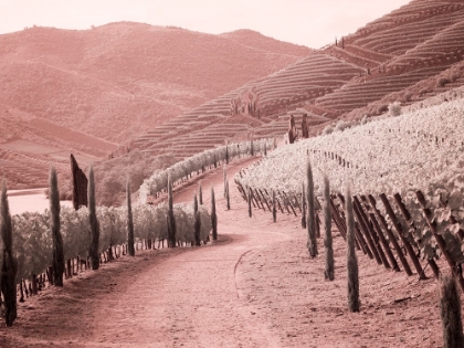 Picture of PORTUGAL-DOURO VALLEY-BACKCOUNTRY ROAD THROUGH THE VINEYARDS