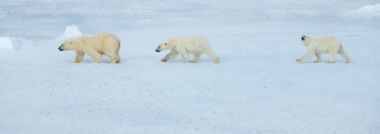 Picture of RUSSIA-HIGH ARCTIC-FRANZ JOSEF LAND POLAR BEAR FEMALE WITH TWO CUBS ON SEA ICE