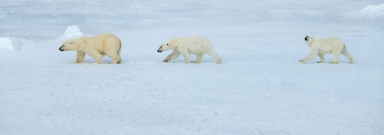 Picture of RUSSIA-HIGH ARCTIC-FRANZ JOSEF LAND POLAR BEAR FEMALE WITH TWO CUBS ON SEA ICE