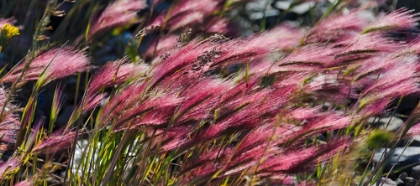 Picture of WILD BARLEY-HARDEUOM-ANADYR-CHUKOTKA AUTONOMOUS OKRUG-RUSSIA