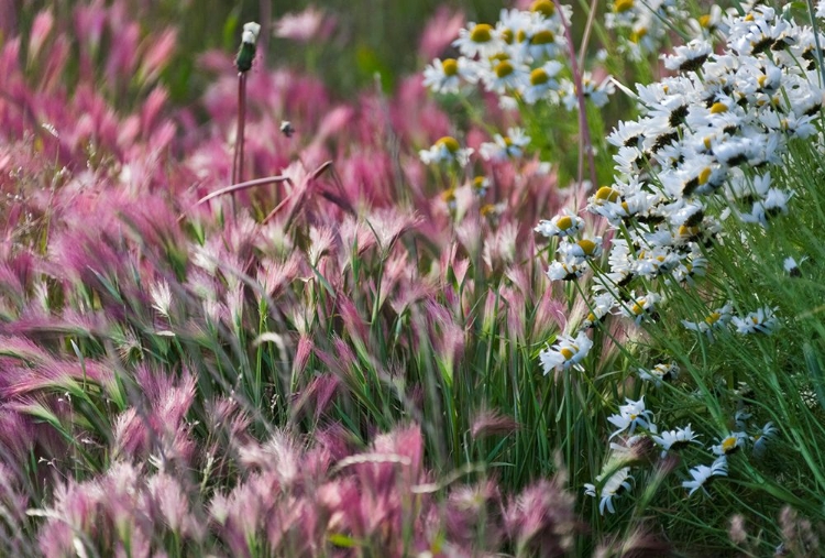 Picture of WILD BARLEY-HARDEUOM-ANADYR-CHUKOTKA AUTONOMOUS OKRUG-RUSSIA