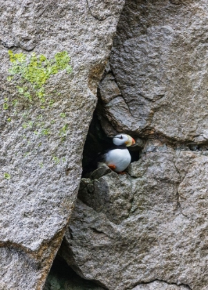 Picture of HORNED PUFFIN-FRATERCULA COMICULATA-CAPE ARCHEN-BERING SEA-RUSSIAN FAR EAST