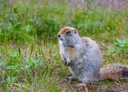 Picture of GROUND SQUIRREL-CHUKCHI PENINSULA-RUSSIAN FAR EAST