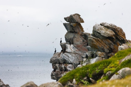 Picture of CORMORANTS AND SEAGULLS ON ROCK PILE-KOLYUCHIN ISLAND-ONCE AN IMPORTANT RUSSIAN POLAR RESEARCH STAT