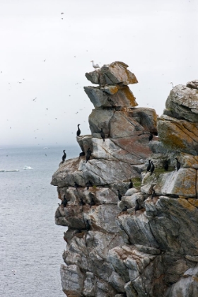 Picture of CORMORANTS AND SEAGULLS ON ROCK PILE-KOLYUCHIN ISLAND-ONCE AN IMPORTANT RUSSIAN POLAR RESEARCH STAT