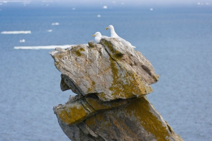 Picture of SEAGULLS ON ROCK PILE-KOLYUCHIN ISLAND-ONCE AN IMPORTANT RUSSIAN POLAR RESEARCH STATION-BERING SEA-