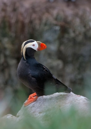 Picture of TUFTED PUFFIN-FRATERCULA CIRRHATA-ON KOLYUCHIN ISLAND-ONCE AN IMPORTANT RUSSIAN POLAR RESEARCH STAT