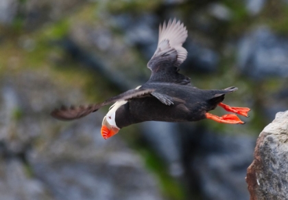 Picture of TUFTED PUFFIN-FRATERCULA CIRRHATA-ON KOLYUCHIN ISLAND-ONCE AN IMPORTANT RUSSIAN POLAR RESEARCH STAT