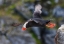 Picture of TUFTED PUFFIN-FRATERCULA CIRRHATA-ON KOLYUCHIN ISLAND-ONCE AN IMPORTANT RUSSIAN POLAR RESEARCH STAT