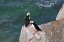 Picture of HORNED PUFFIN-FRATERCULA CORNICULATA-ON KOLYUCHIN ISLAND-ONCE AN IMPORTANT RUSSIAN POLAR RESEARCH S