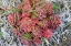 Picture of ARCTIC CACTUS-WRANGEL ISLAND IN CHUKCHI SEA-RUSSIAN FAR EAST