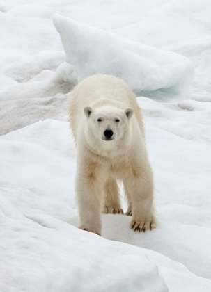 Picture of POLAR BEAR ON ICE-BERING SEA-RUSSIA FAR EAST