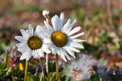 Picture of ARCTIC CHRYSANTHEMUM-CHRYSANTHEMUM ARCTICUM-CAPE ONMAN-CHUKCHI SEA-RUSSIA FAR EAST