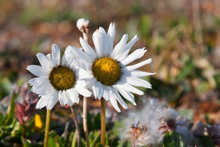 Picture of ARCTIC CHRYSANTHEMUM-CHRYSANTHEMUM ARCTICUM-CAPE ONMAN-CHUKCHI SEA-RUSSIA FAR EAST