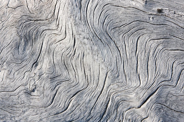 Picture of DRIFT WOOD PATTERN-CAPE ONMAN-CHUKCHI SEA-RUSSIA FAR EAST